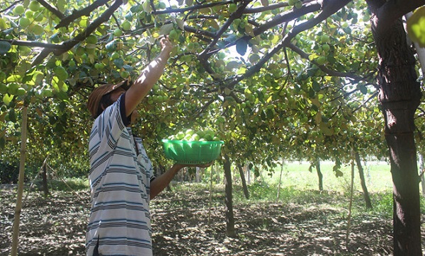 thu hoạch táo của vườn táo Ninh Thuận